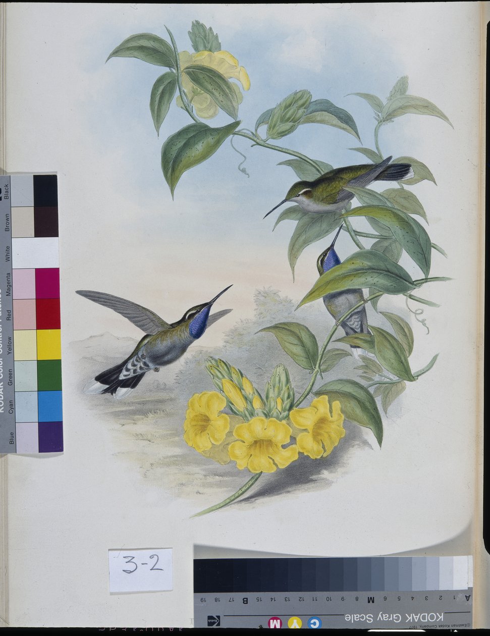 Hummingbirds by John (after) Gould