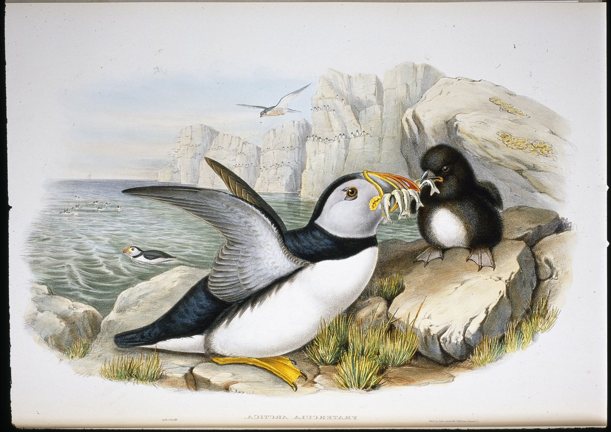 Puffin by John (after) Gould