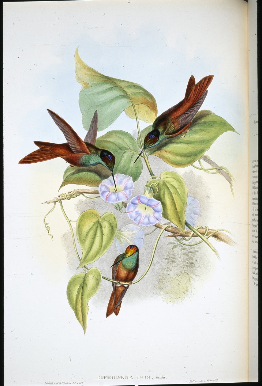 Rainbow (Diphogena Iris) by John (after) Gould