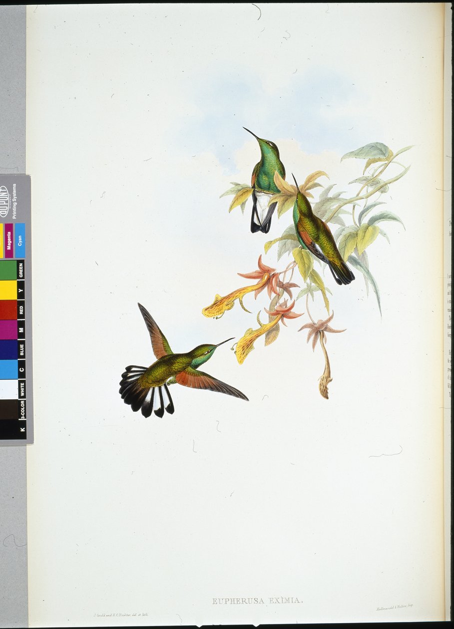 Stripe-tail Humming-bird by John (after) Gould