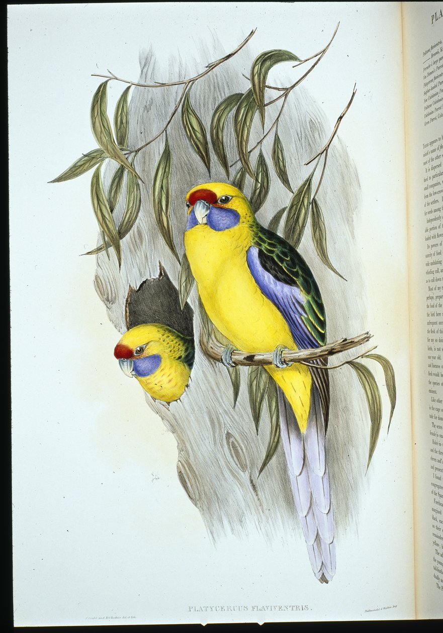 Yellow-bellied Parakeet (platycercus flaviventris) by John (after) Gould