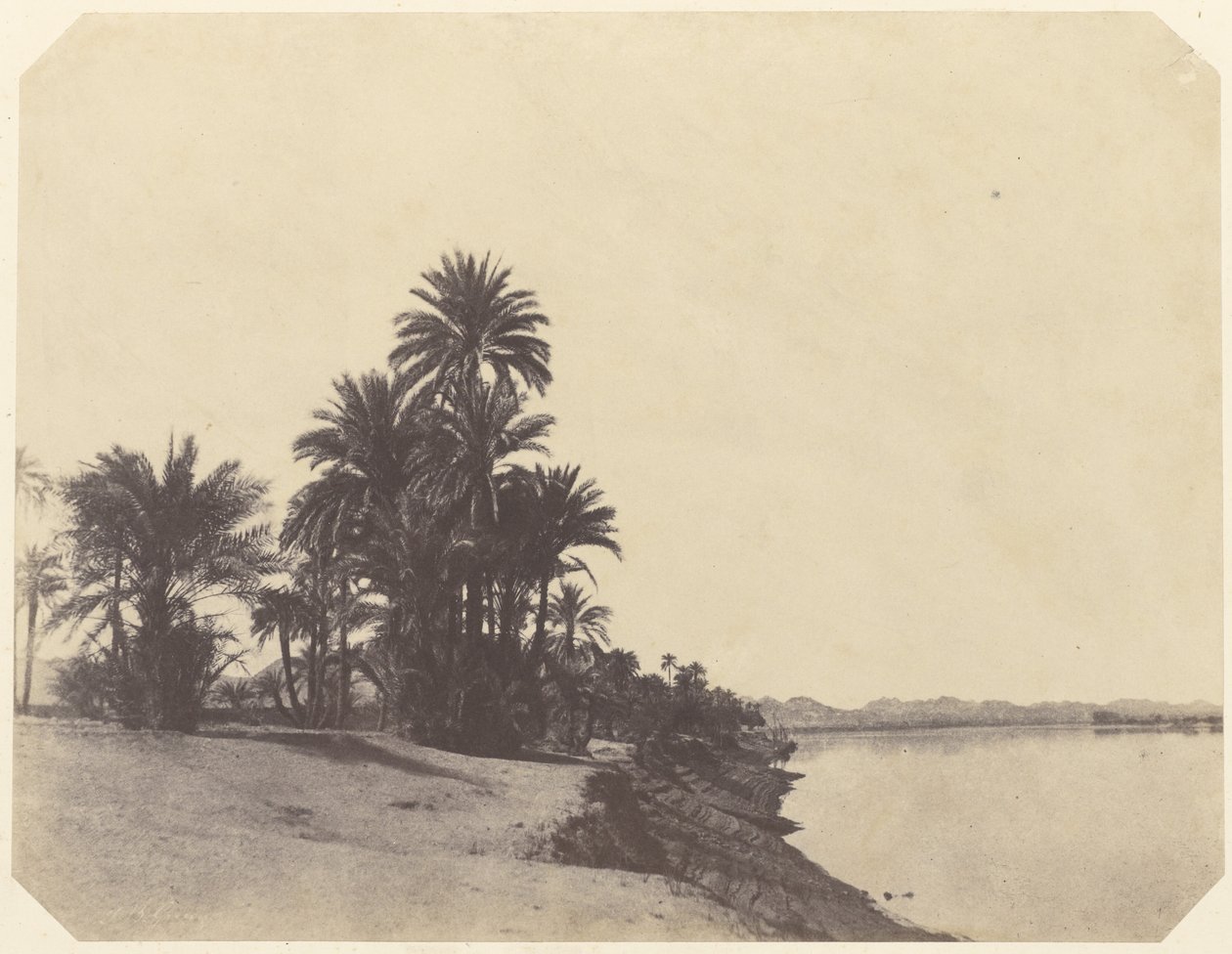 Studies of Date Palms by John Beasley Greene