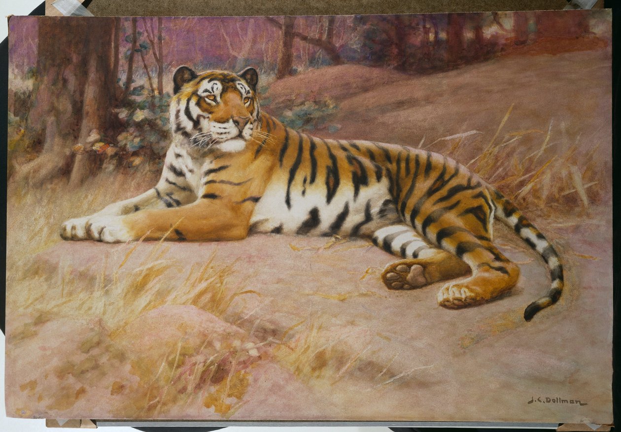 The Tiger by John Charles Dollman