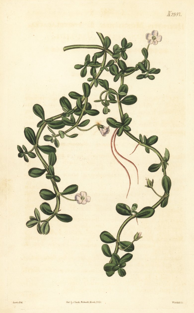 Brahmi or Water Hyssop, Bacopa Monnieri by John Curtis