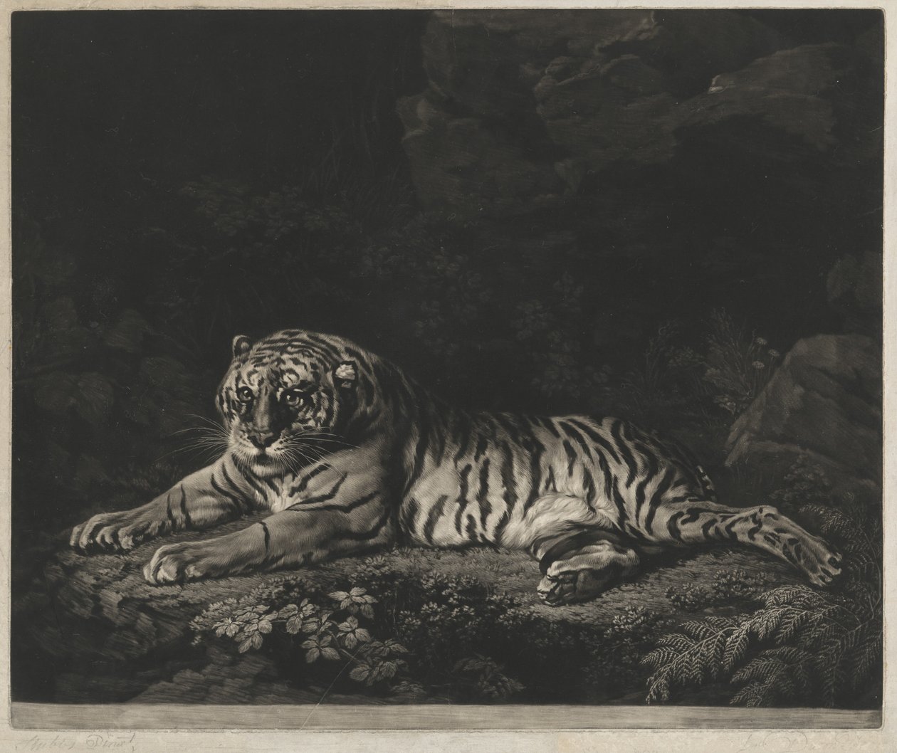 A Tigress by John Dixon after George Stubbs