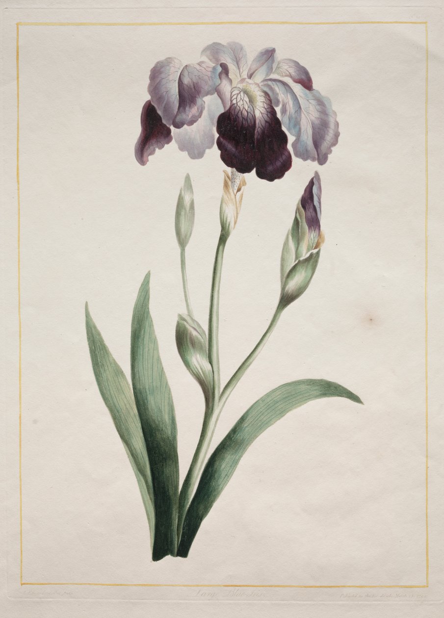 Japanese Iris (Large Blue Iris) by John Edwards