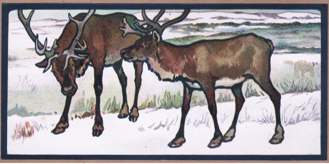 Reindeer by John Edwin Noble