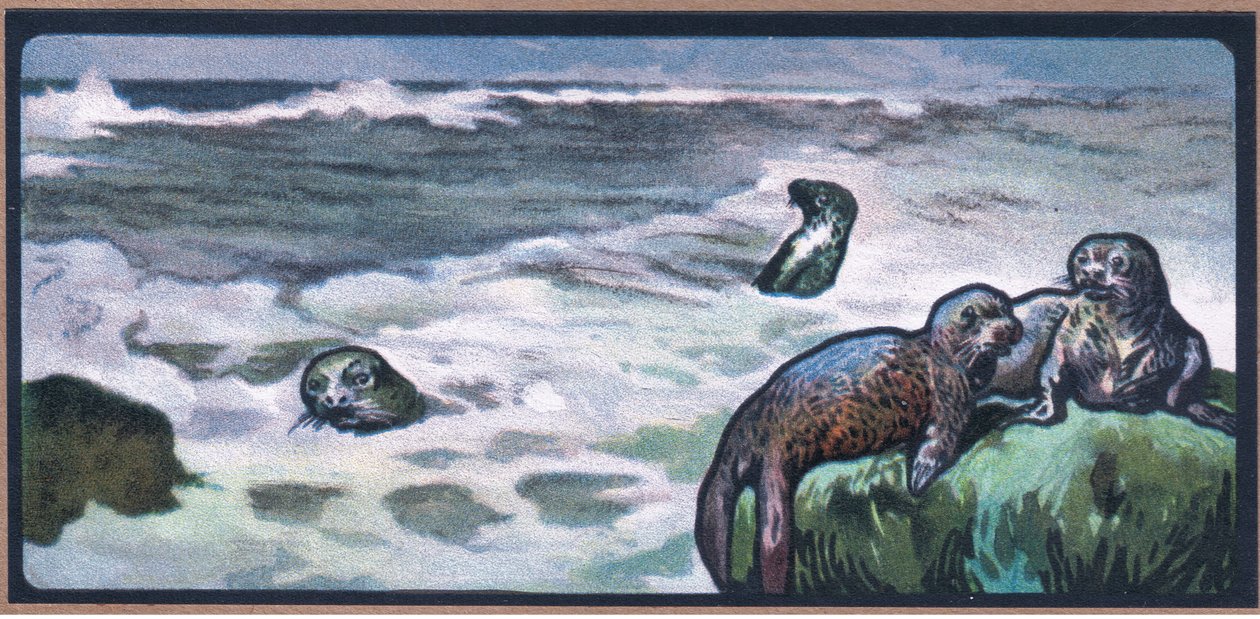 Seals by John Edwin Noble