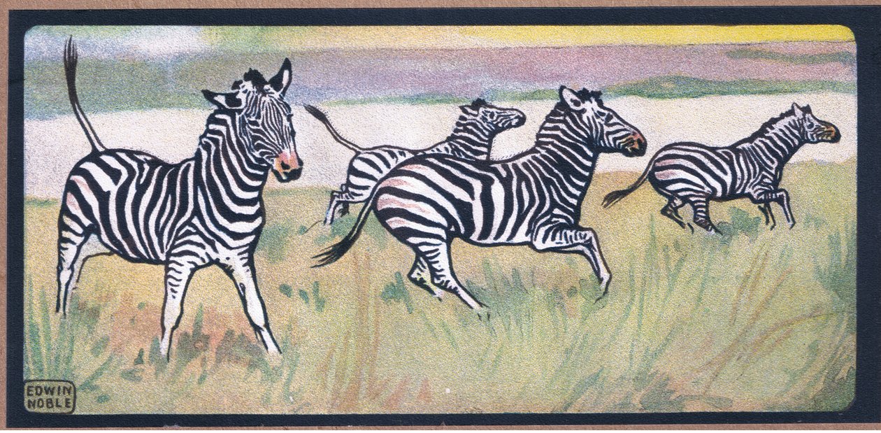Zebras by John Edwin Noble