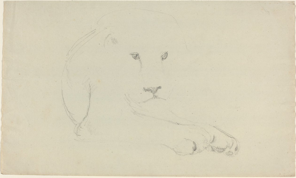 Lion by John Flaxman