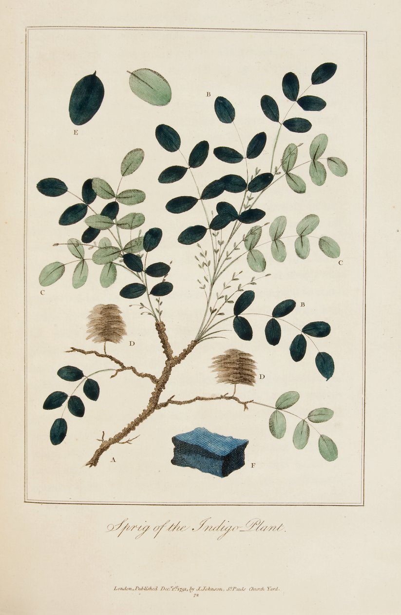 Sprig of the Indigo Plant by John Gabriel Stedman