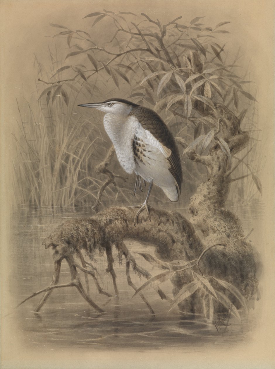 Little Bittern, Ixobrychus minutus by John Gerrard Keulemans