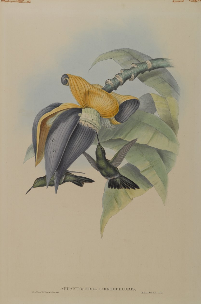 Sombre Hummingbird by John Gould
