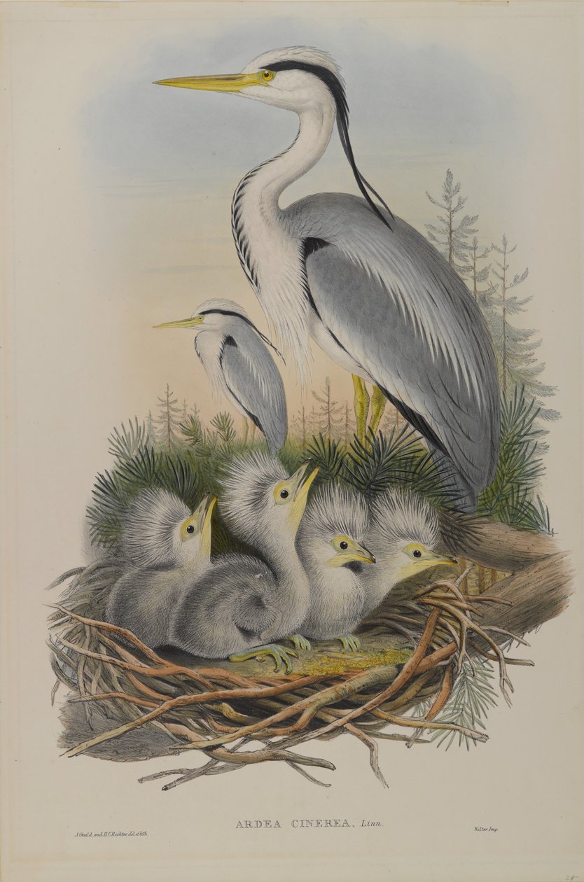 Heron by John Gould