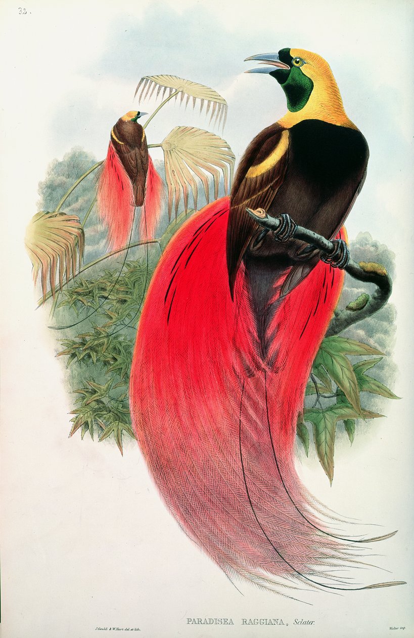 Bird of Paradise, Engraved by T. Walter by John Gould