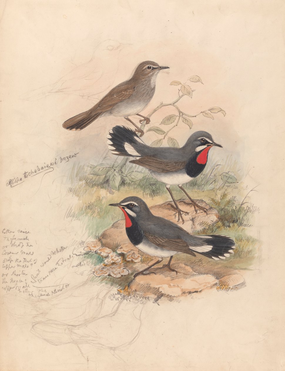 Calliope Tschebaiewi, Prjev. by John Gould