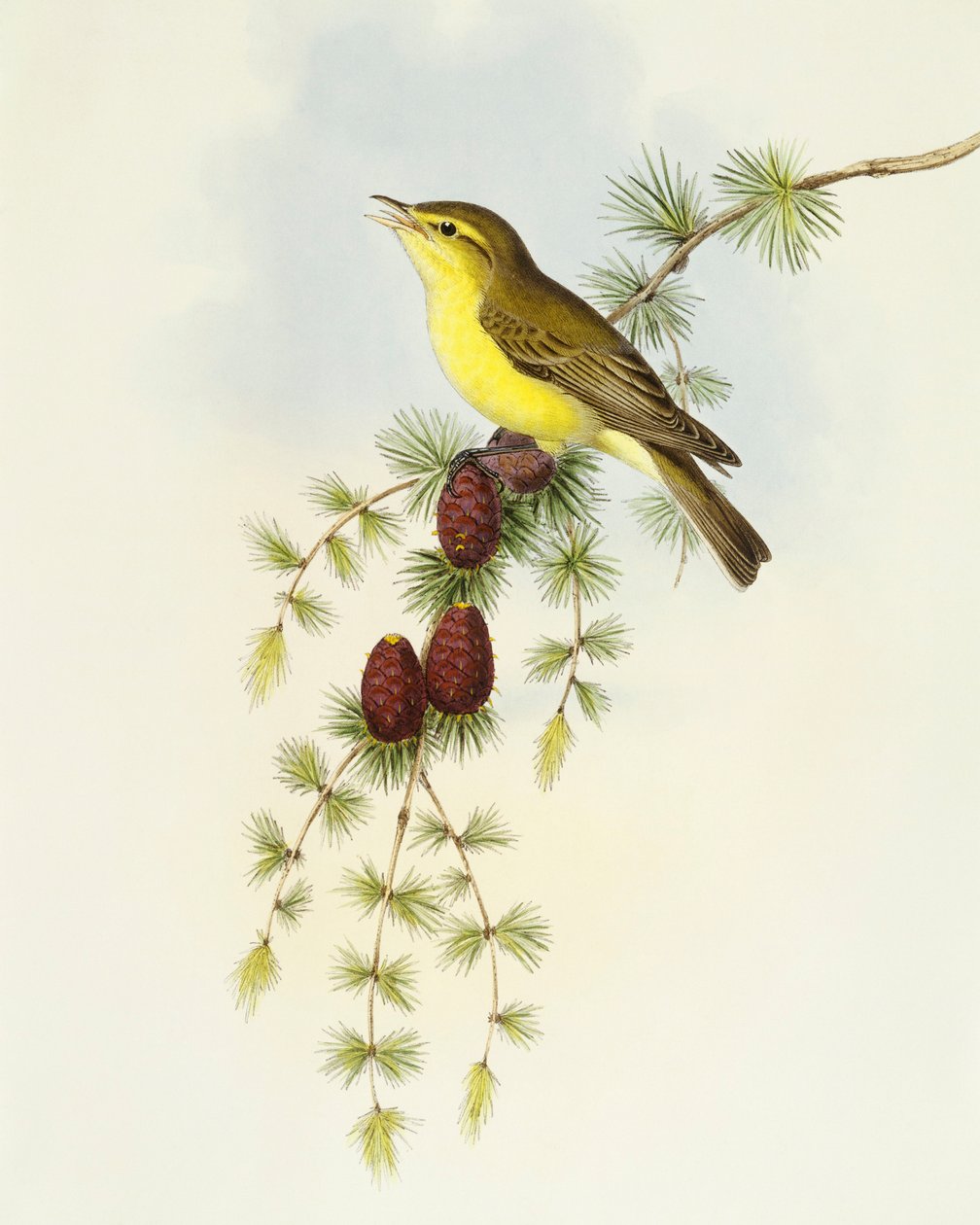 Flycatcher (Ficedula hypolaris), Engraving by John Gould by John Gould