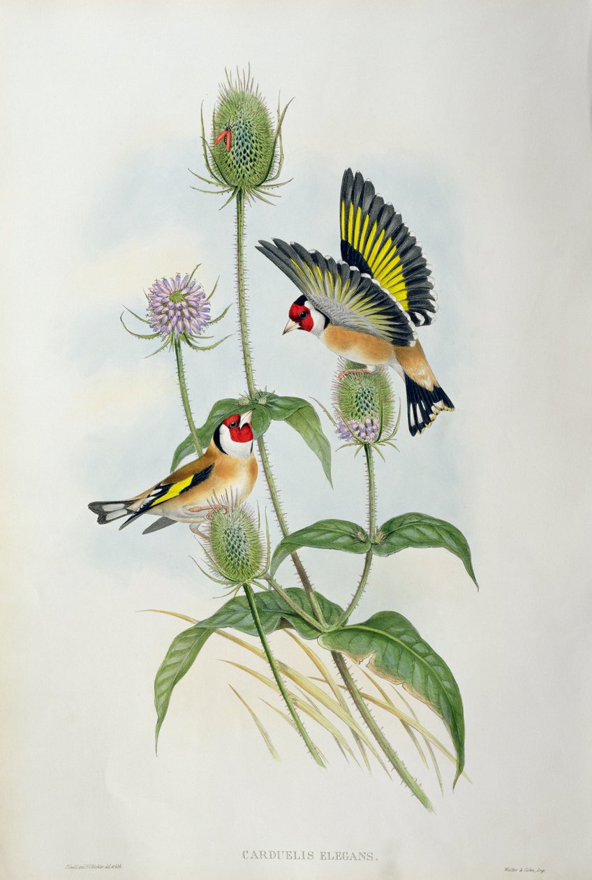 Goldfinch (Carduelis Elegans) by John Gould