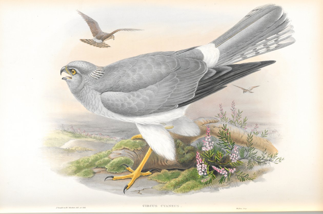 Illustration of Circus Cyaneus (Hen Harrier) by John Gould