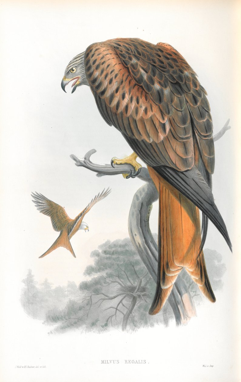 Illustration of Milvus Regalis (Kite; Glead) by John Gould