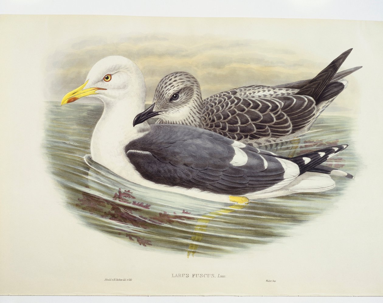 Lesser black-backed gull (Larus fuscus), illustration by John Gould