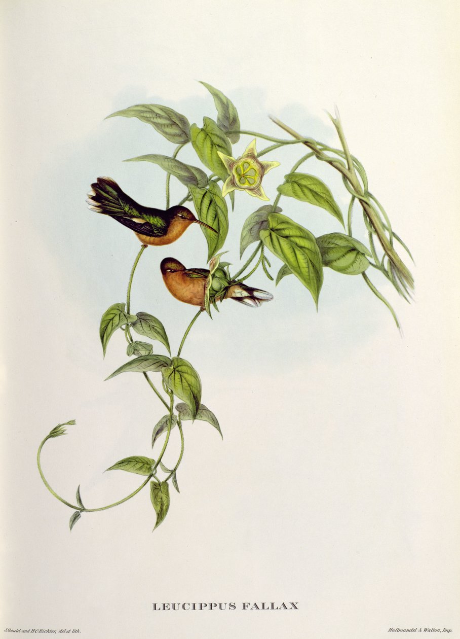 Leucippus Fallax by John Gould