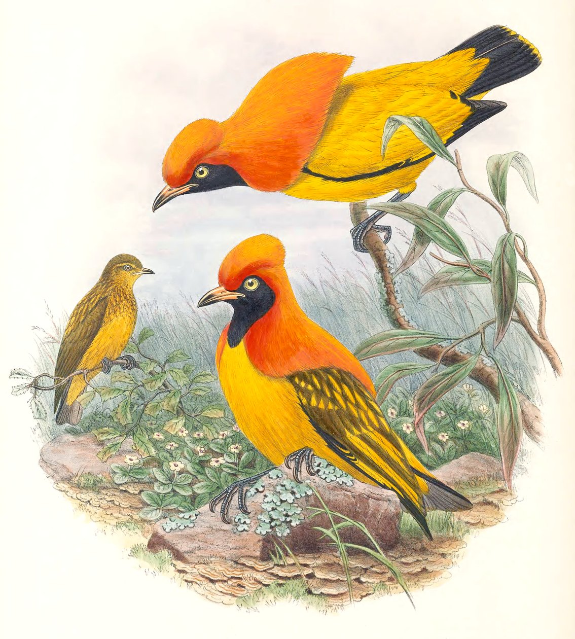 Masked Bowerbird by John Gould
