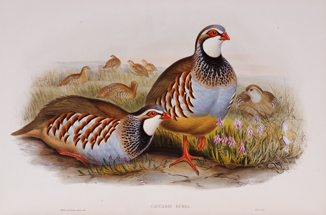 Red-legged Partridges, 1862-73 by John Gould