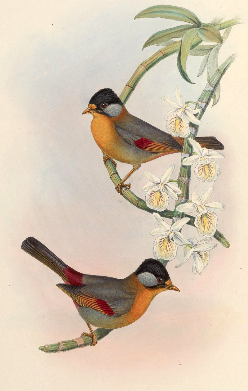 Silver-eared Mesia (Silver-eared Leiothrix) Leiothrix argentauris (Hodgson) by John Gould