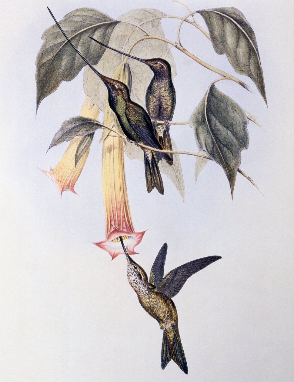 Sword-billed Humming Bird (Docimastes ensiferus) by John Gould