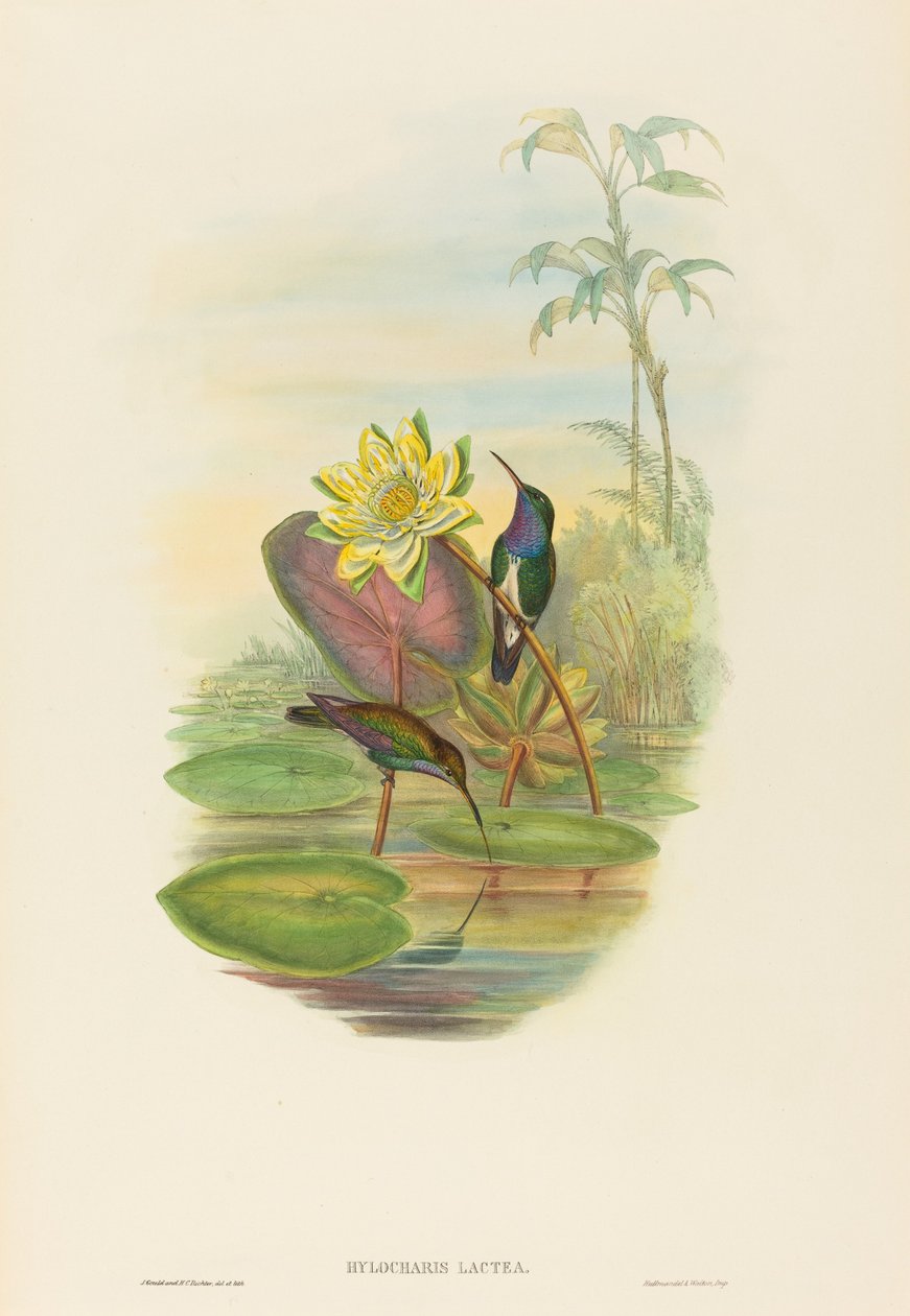 Sapphire-breasted Emerald by John Gould and H.C. Richter