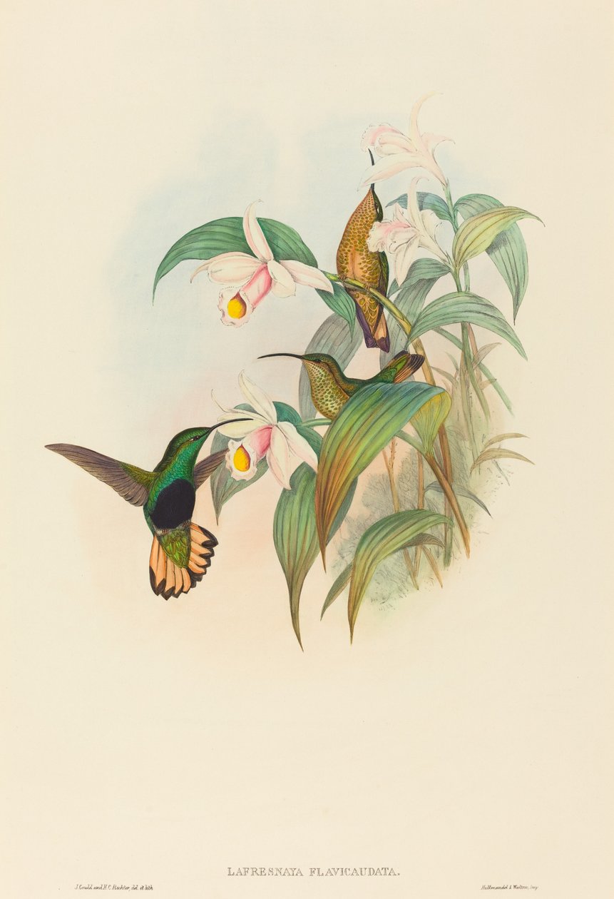 Buff-tailed Velvet-breast by John Gould and H.C. Richter