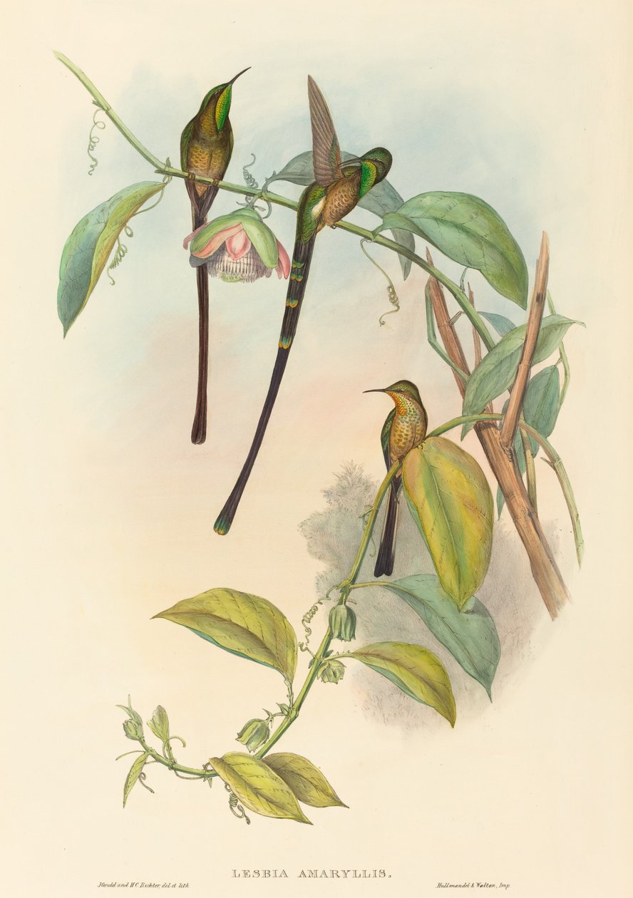 Lesbia Amaryllis by John Gould and H.C. Richter