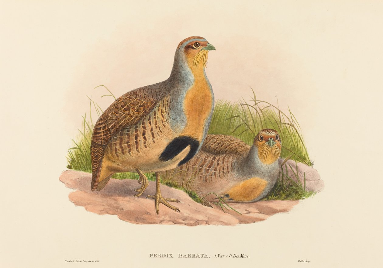 Daurian Partridge by John Gould and H.C. Richter