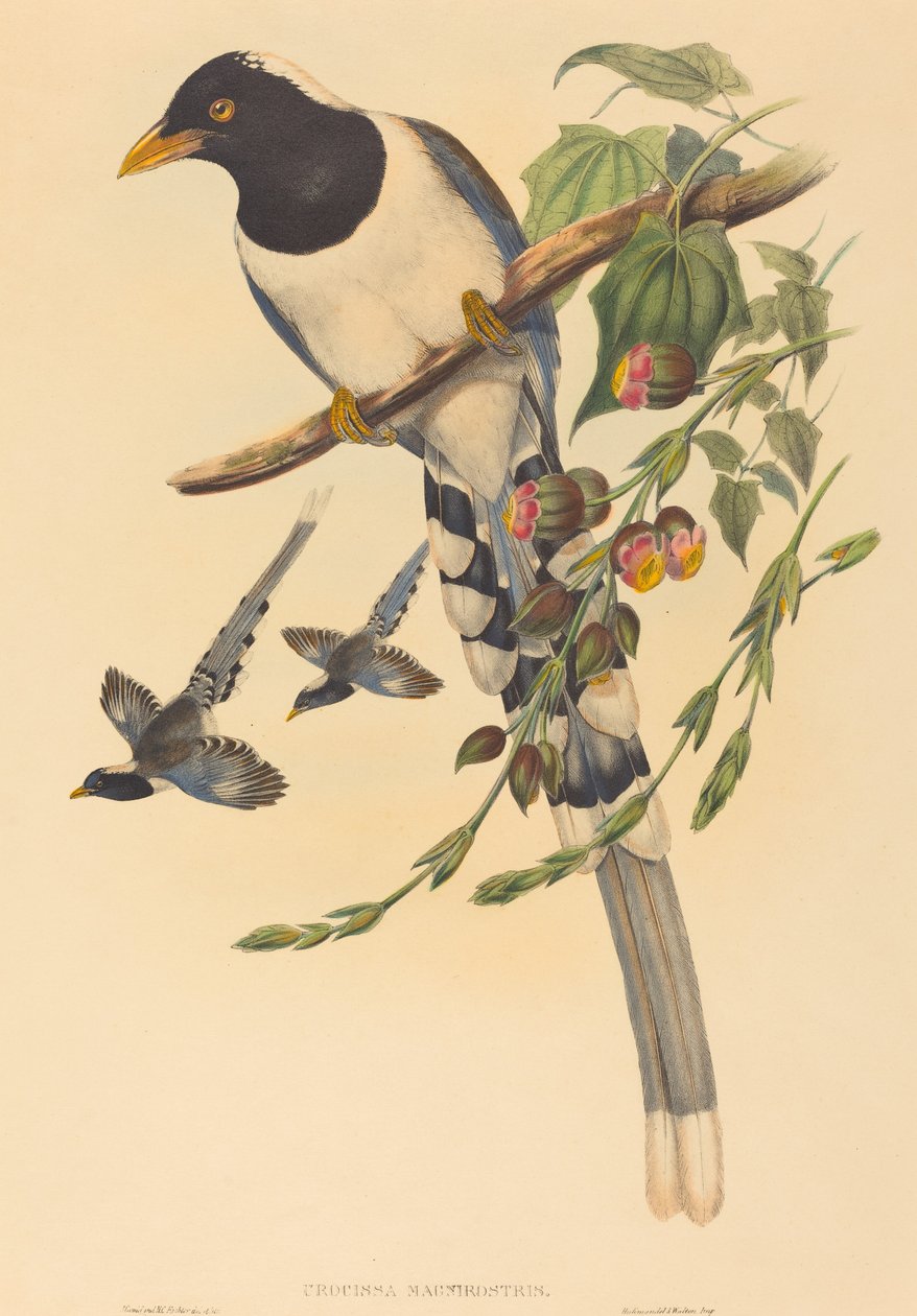 Urocissa magnirostris by John Gould and H.C. Richter