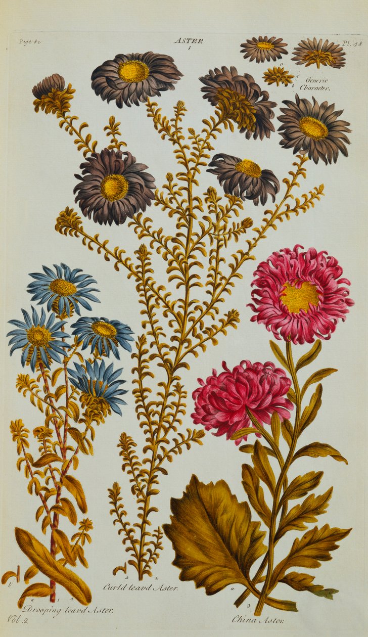Aster by John Hill