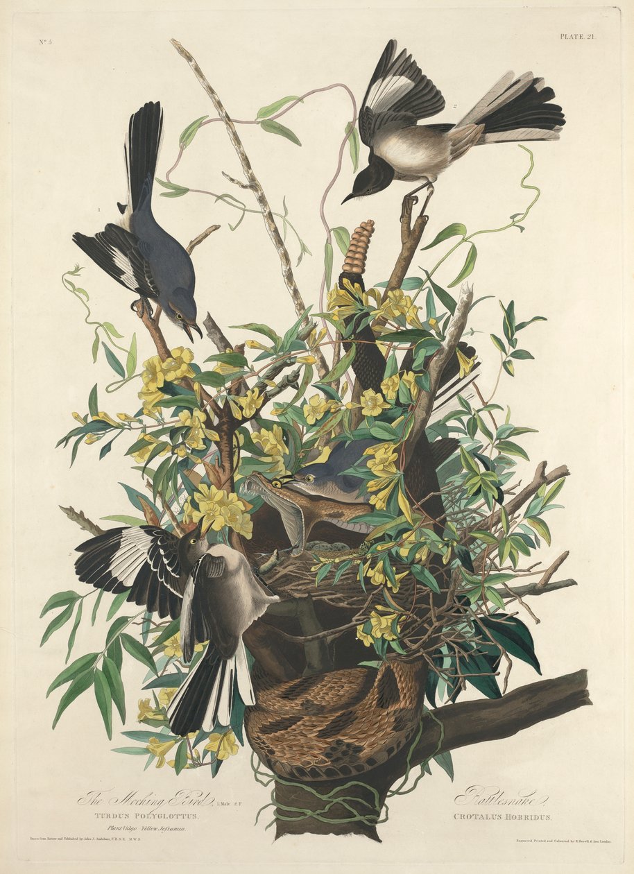 The Mocking Bird by John James (after) Audubon