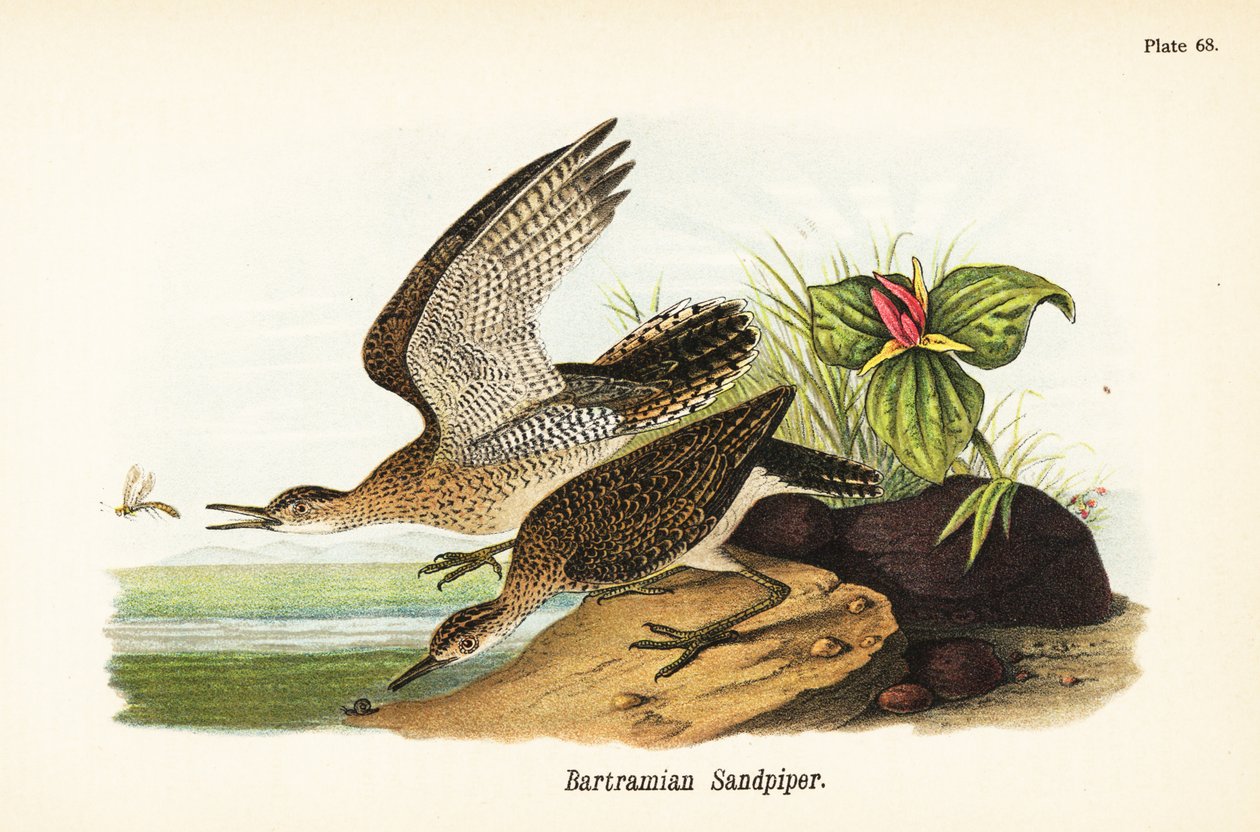Upland Sandpiper by John James (after) Audubon