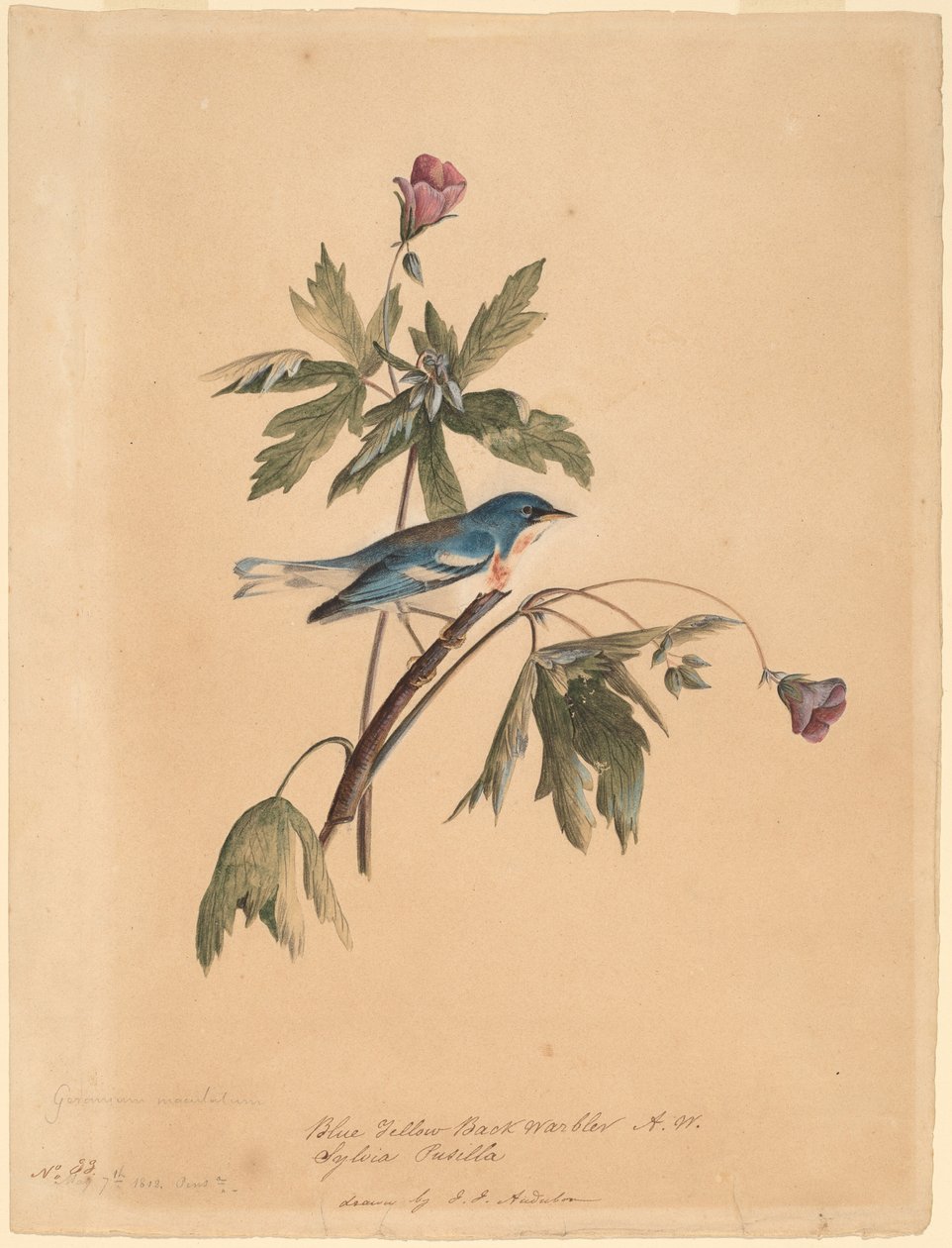 Blue Yellow Back Warbler by John James Audubon