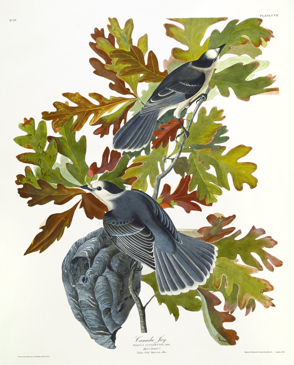 Canada Jay by John James Audubon