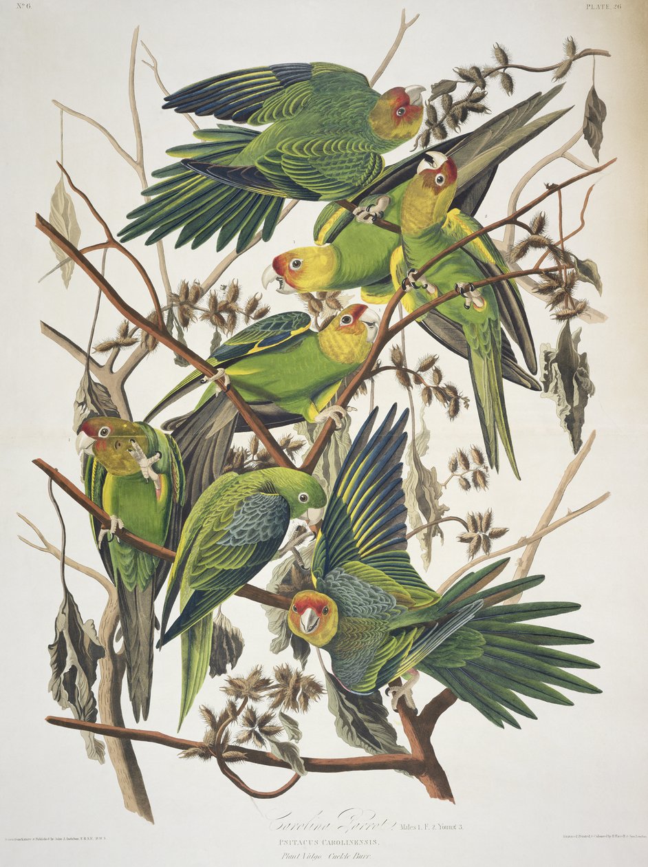 Carolina Parakeet, from 