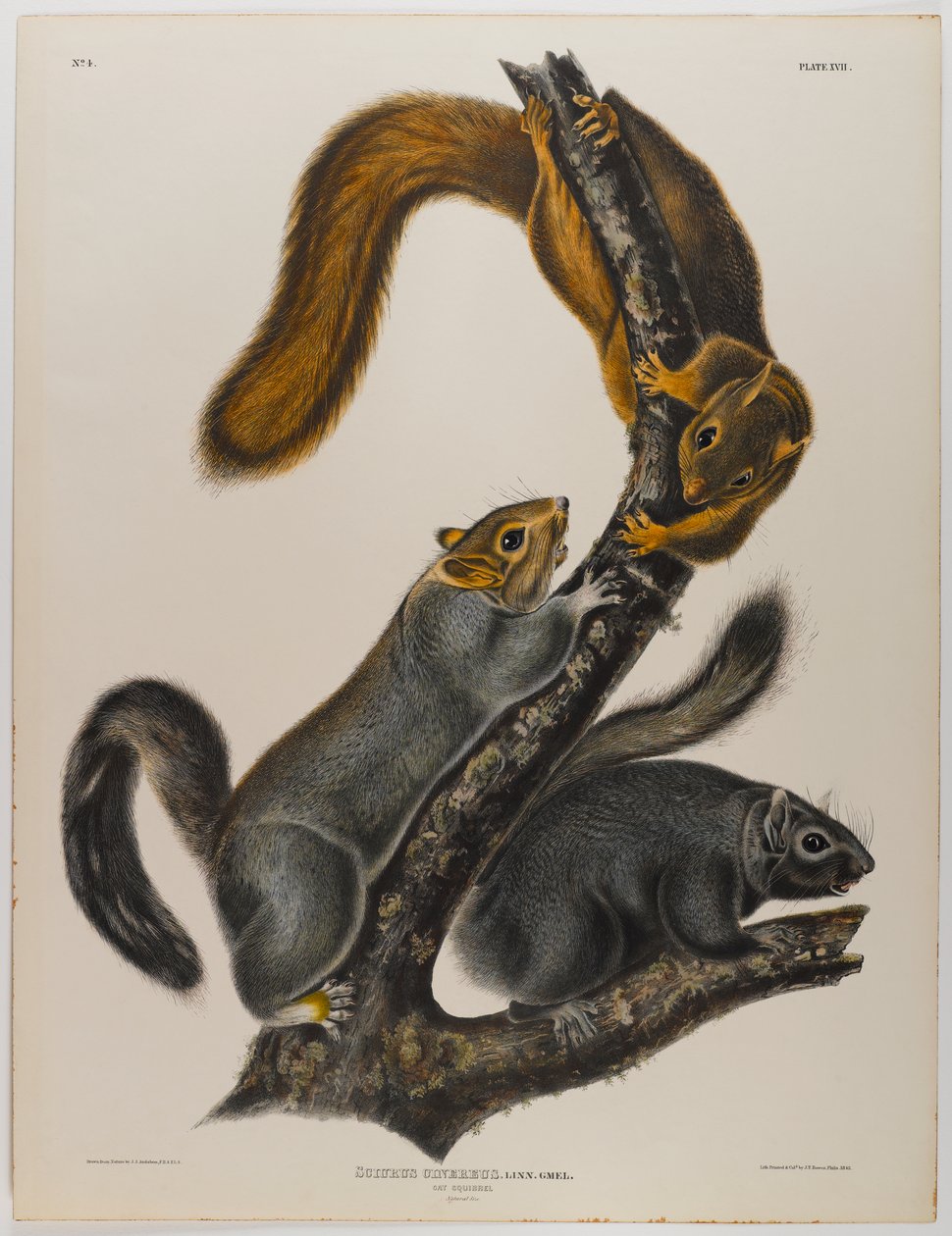 Cat Squirrel by John James Audubon
