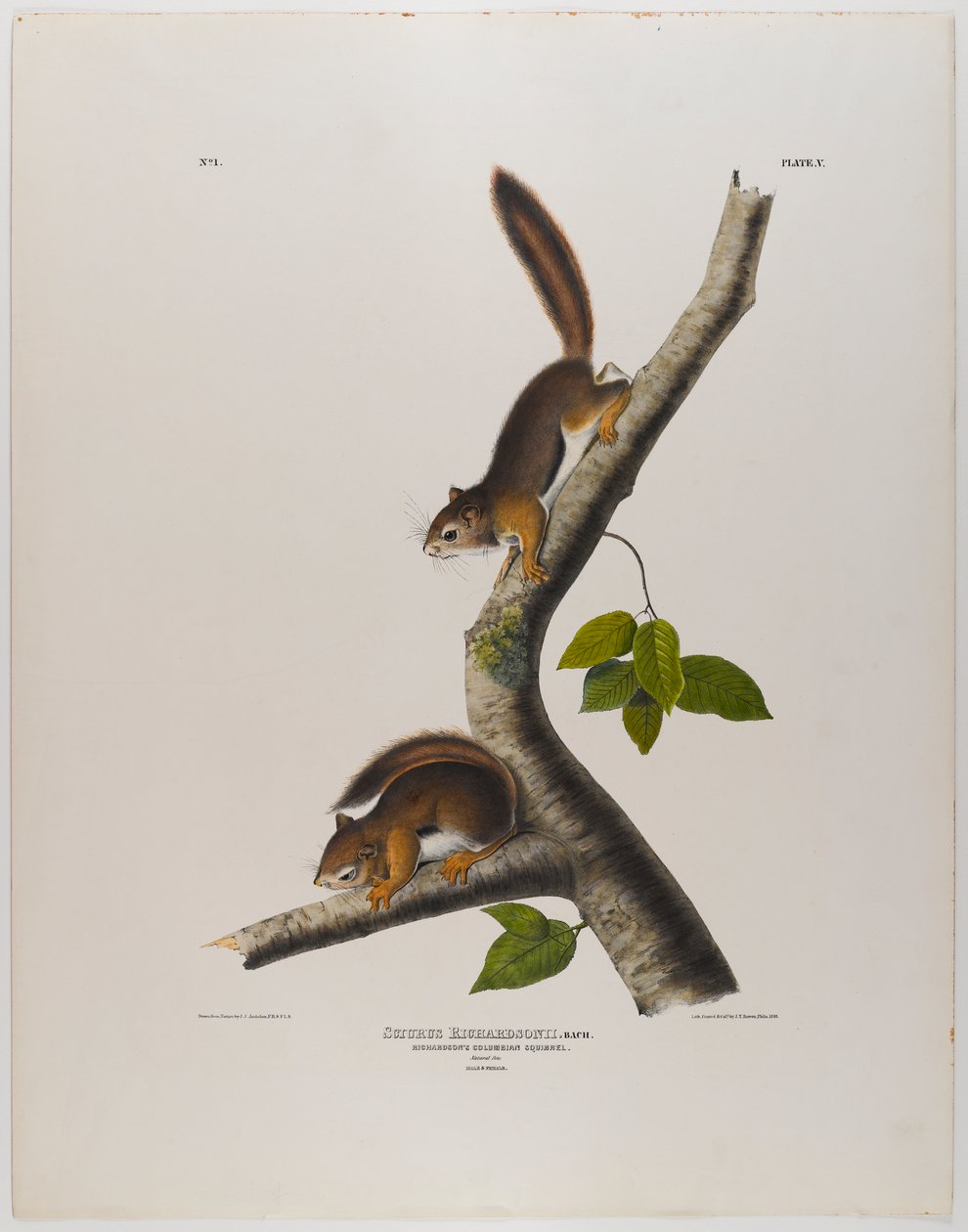 Columbian Squirrel by John James Audubon