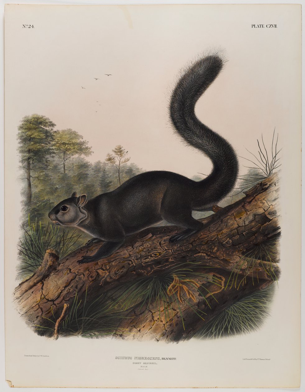 Dusky squirrel by John James Audubon