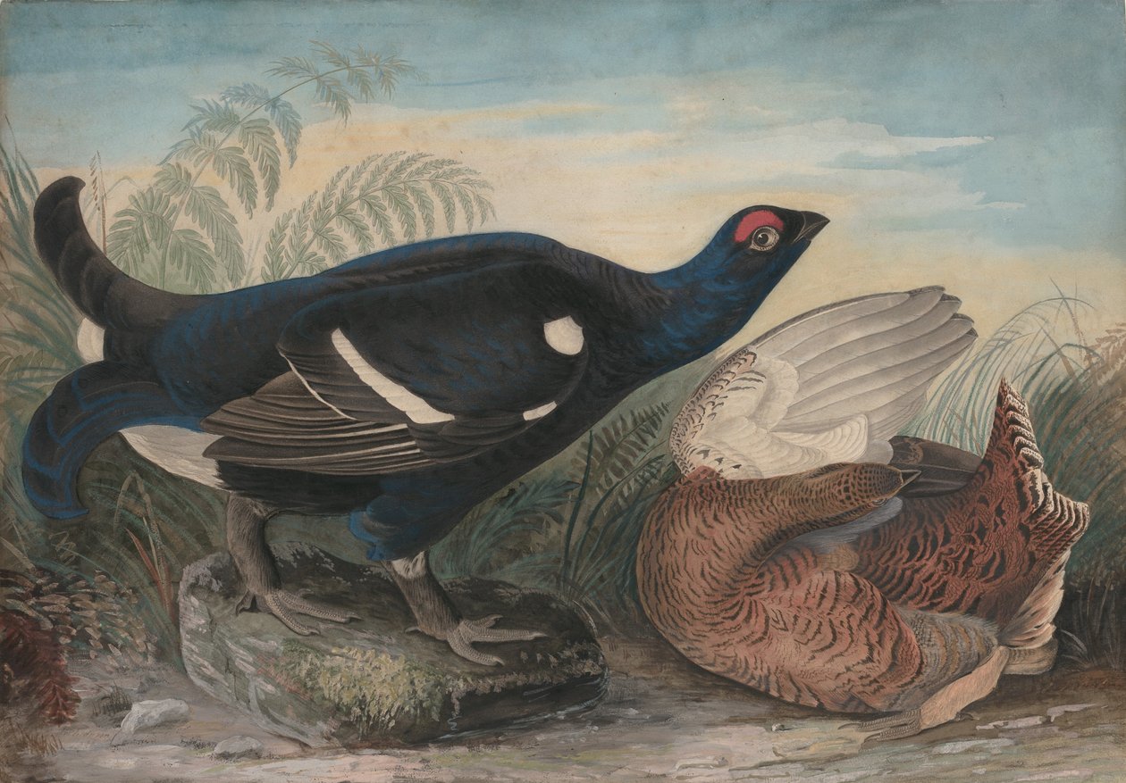 English Black Cocks by John James Audubon