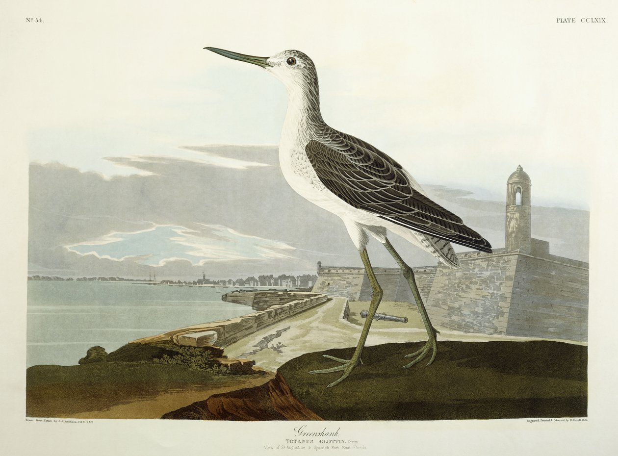 Greenshank, View of the St by John James Audubon
