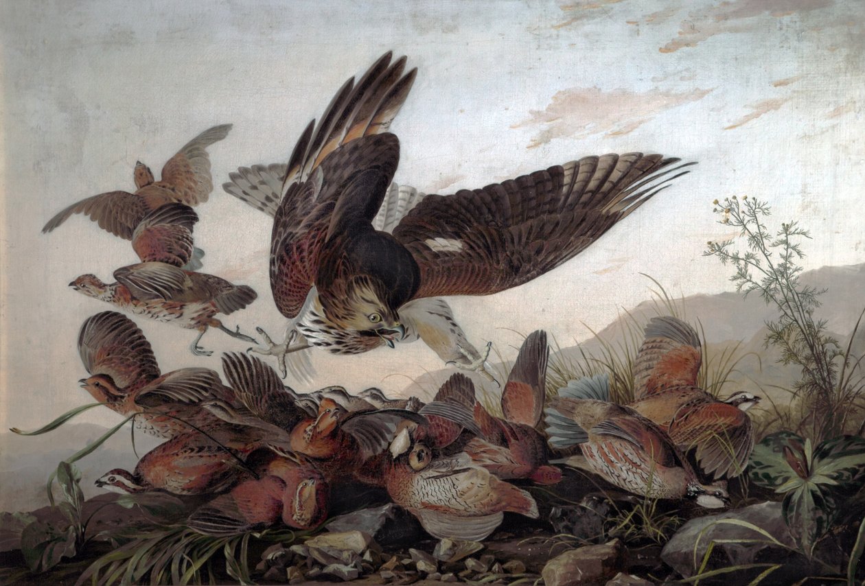 Hawks Attacking Partridges by John James Audubon