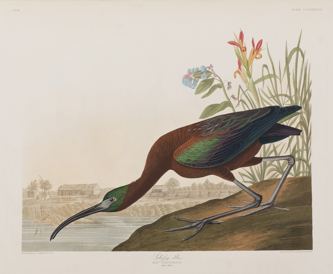Illustration from 