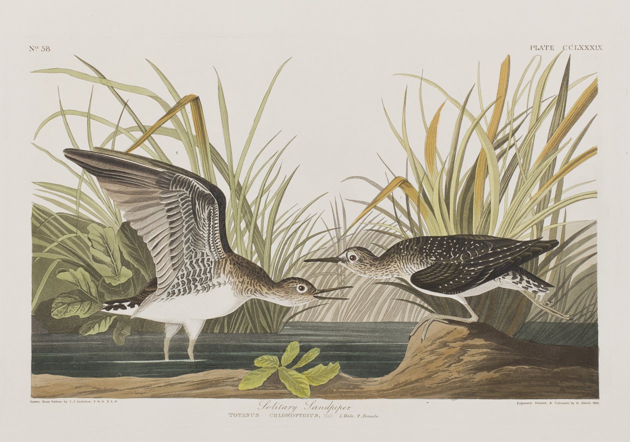 Illustration from 