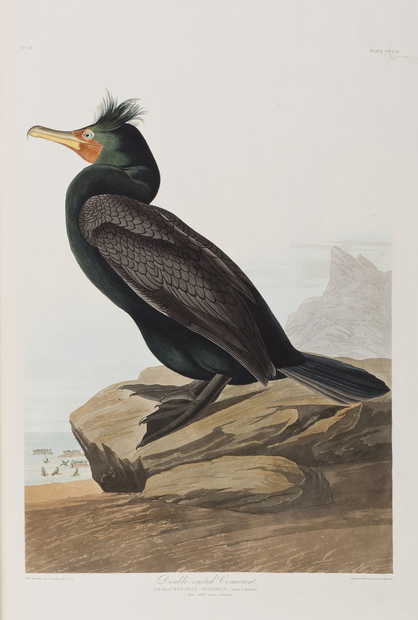Illustration from 